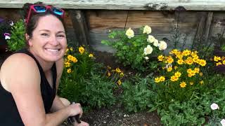 Garden bed Full Sun Update with new plantings in zone 9 [upl. by Halla527]