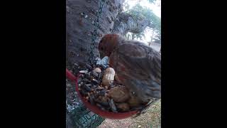 Molting Male House Finch Having A Meal [upl. by Yrred143]