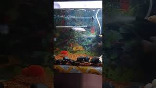 Parrot fish ❤️ trendingshorts viralvideos trend viralvideos aquarium reels real fish [upl. by Abernon]