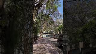 Jacaranda Plant Tree Purple Flowers Fall Kenya Nairobi Railway Museum Road Path traveldocumentary [upl. by Autumn]