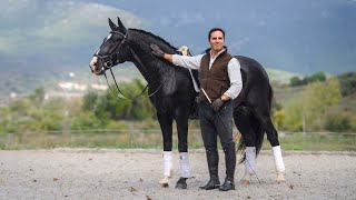 Horse for Sale  Versatile black piro free stallion ready to charm REF893 [upl. by Towney]