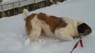 St Bernard Dog Playing in Snow Part 1 [upl. by Netsirhk]