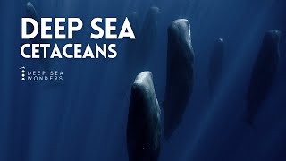 Cetaceans the Giants of the Open Ocean [upl. by Aekan]