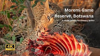 Moremi Game Reserve Botwana in 4K ULTRAHD [upl. by Dougie]