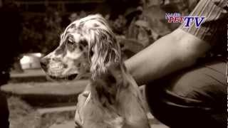 English Setter Informationen zur Rasse [upl. by Elysia217]