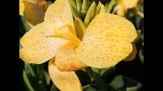 Indisches Blumenrohr Canna indica Flower ✔ [upl. by Hillari]