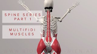 Spine Series Part 1 Multifidi Muscles 3D Animation [upl. by Antoine]