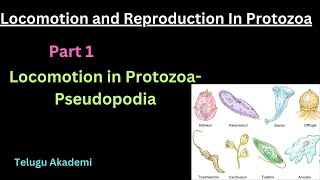 Locomotion and Reproduction in Protozoa Part 1 pseudopodia locomotion reproduction protozoa [upl. by Ume]