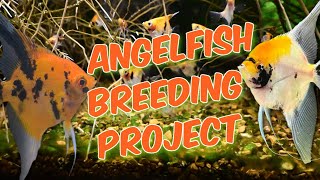 Angelfish Breeding Project [upl. by Morel]