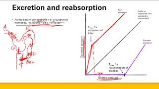 Nephron physiology  Renal system  Step 1 Simplified [upl. by Rihaz]