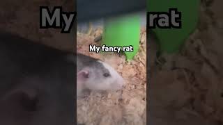 My fancy rat so cute 😊please like and subscribe if you love my cute fancy rat😊🙏 [upl. by Carrol]