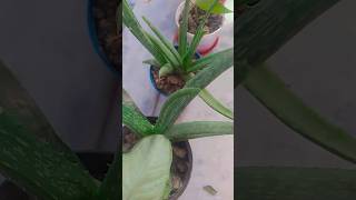 Alovera plant youtubeshorts gardening plant shorts shortfeed aloeveraplant care [upl. by Nemhauser]