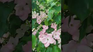 Cornus Florida the flowering dogwood  flower flowers shortsviral viralshort shorts blumen [upl. by Anavoig]