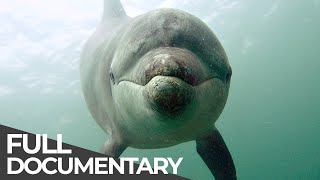 Ocean Stories 3  Dolphins and Whales  Free Documentary [upl. by Bithia737]