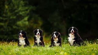 History and Origin of Bernese Mountain Dogs [upl. by Gargan]