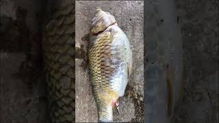 Dropsy Fish Disease l Fish Farming shorts agriculture krishi shortsvideo [upl. by Nirok442]