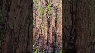 Metasequoia or dawn redwood in botanical garden Oslo redwood sequoia trees tree [upl. by Harmon369]