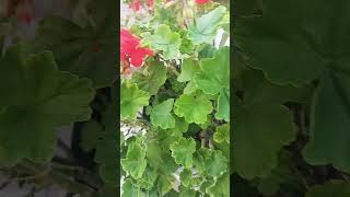 Geranium cover coversong geranium gardening flowerplants redflower trendingreels dekhona [upl. by Rocco]