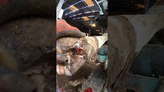 Super infected coronary band hoof farming hoofcare dairyfarming cow hoofcarematters [upl. by Neelear]