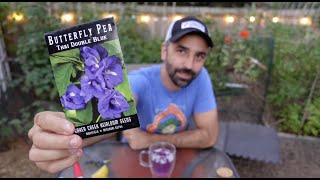 Variety Spotlight Butterfly Pea Flower Clitoria Ternatea [upl. by Valry60]