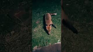 Wild Fox Fight wildlife nature england [upl. by Anson703]