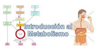 Introducción al Metabolismo Anabolismo y Catabolismo [upl. by Giovanna166]