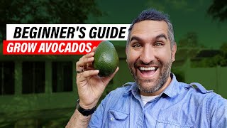 Avocado Tree Care 101 A Comprehensive Guide for Beginners [upl. by Lleumas168]