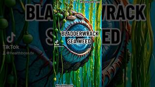 Bladderwrack Sea Weed [upl. by Sej]