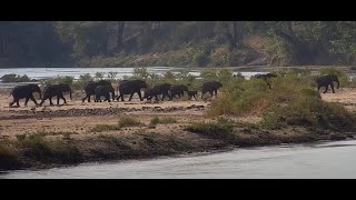 Elephant herd Crosses Oliphants River [upl. by Grimonia]