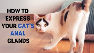 Cat Anal Glands How to Successfully Express Your Cats Anal Glands 🌟 [upl. by Marigolda515]