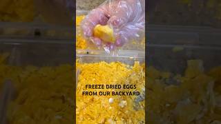 Freeze Dried Eggs from our Backyard 🥚🐓 freezedryer harvestright freezedriedeggs chickens [upl. by Floss]