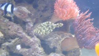 Bristle Tail Filefish vs Majano Anemone [upl. by Alfy]