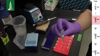 How to easily extract DNA with the QIAGEN DNeasy Blood amp Tissue Kit [upl. by Valera749]