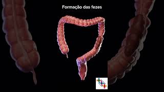 Como funciona o intestino grosso shortsvideo shortvideo shorts short enem biologia bio [upl. by Aivul]