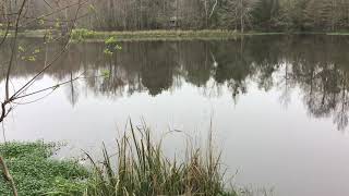 Campsite CI101 Bottomland RV Bogue Chitto State Park [upl. by Holcomb]