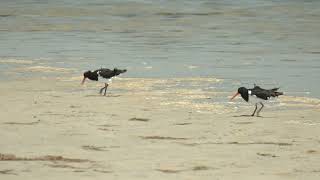 A wormy lunch – elegant Pied Oystercatchers catching washing and then eating polychaete worms [upl. by Otilopih]