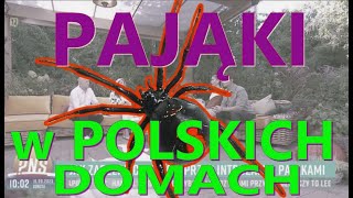 Niebezpieczne PAJĄKI w Polsce  co robić gdy nas ugryzą  Eryk Połeć w PNŚ 16 wrzesień 2023 [upl. by Intruok479]