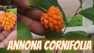 Annona Cornifolia ou Araticum de Raposa [upl. by Jarvey]