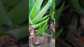 This is how I fertilize my aloe vera plants shorts [upl. by Sewoll]