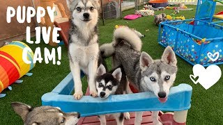 Live Puppy Cam Adorable Alaskan Klee KaiMiniature Husky Puppies [upl. by Neleag]