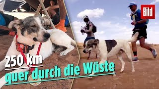 Dieser Hund läuft locker den UltraMarathon [upl. by Drain]