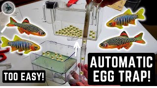 HOW TO MAKE A DIY AUTOMATIC EGG TRAP FOR NANO FISH LIKE CELESTIAL PEARL DANIOS [upl. by Yrret884]