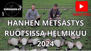 HANHEN METSÄSTYSTÄ RUOTSISSA HELMIKUU 2024 [upl. by Euhc308]