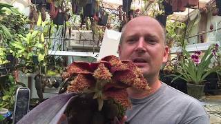 BULBOPHYLLUM PHALAENOPSIS ORCHID CARE TIPS TO BLOOM CARE AND CULTURE [upl. by Reibaj]