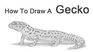 How to Draw a Leopard Gecko [upl. by Sillad]