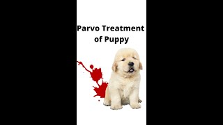 Puppy parvo at Vet clinic [upl. by Oibesue256]