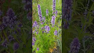 This plant Agastache  Giant Hyssop will bring in Bees [upl. by Savanna]