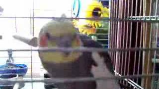 Elmo the Cockatiel Sings and Dances [upl. by Dualc211]