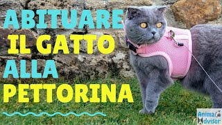 COME ABITUARE IL GATTO AL GUINZAGLIO E ALLA PETTORINA [upl. by Templas656]