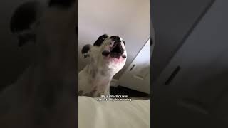 No snooze button needed… dog funny tiktok [upl. by Woermer]